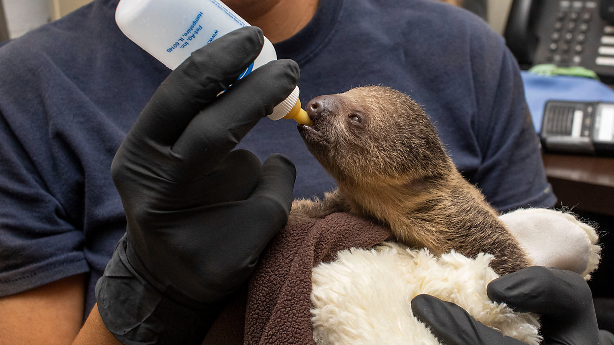 Baby sloth being fed from a bottle
